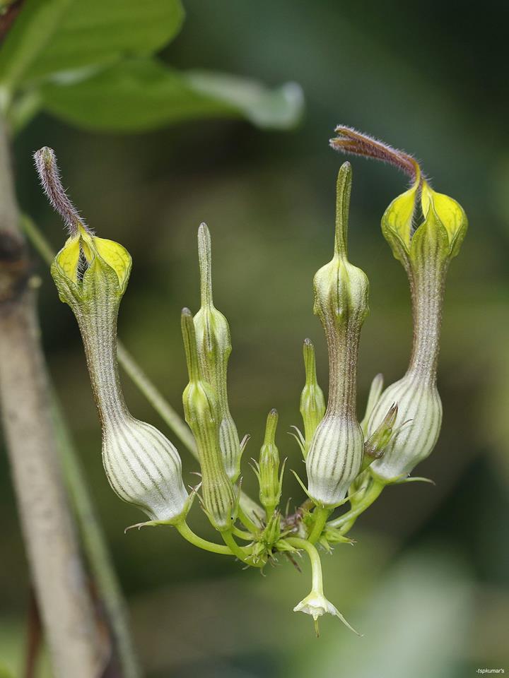 ceropegia candelabrum var biflora.jpg ceropegia candelabrum var biflora.jpg